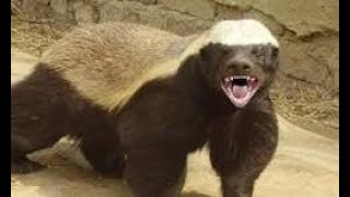 Why Honey Badgers Fear Nothing [upl. by Luoar]