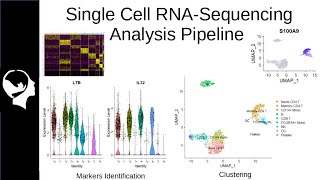 Clustering and Markers Identification for ScRNASeq  Seurat Package Tutorial [upl. by Ennayhs]