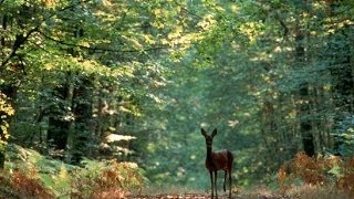 A la découverte de la Forêt  Documentaire francais sur la Nature [upl. by Magna]