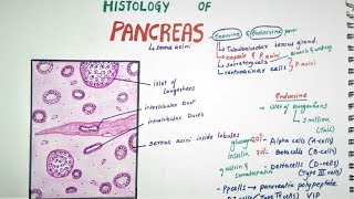 Histology of Pancreas [upl. by Corissa]