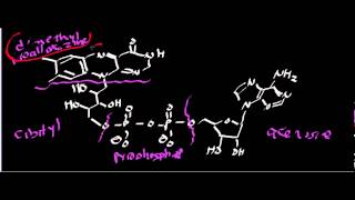 Biochemistry  Succinate Dehydrogenase Complex II [upl. by Yerok873]