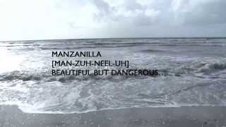 Manzanilla Sea Wall Rehabilitation Project [upl. by Buerger]