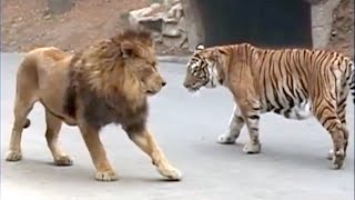 10 Animals That Can Defeat A Lion  Lion VS Prey  Lion VS Predator  Askal [upl. by Jovita998]