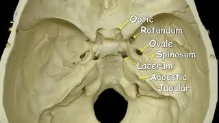 Cranial Foramina  Mnemonic Phrase [upl. by Daza]