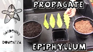 How to Propagate Epiphyllum [upl. by Eleinad]