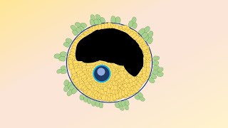 Ovarian follicles  from fetal life to menopause [upl. by Olimreh]