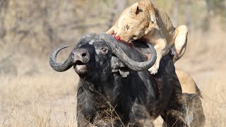 3 Lions Bring Down Buffalo In Epic Battle Not For Sensitive Viewers [upl. by Agarhs]