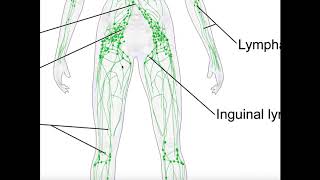 What Is a Lymph Node [upl. by Akinal92]