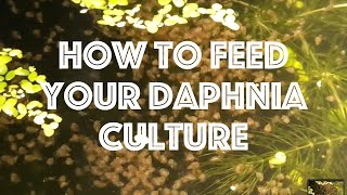 How To Feed Your Daphnia Culture [upl. by Eniahs]