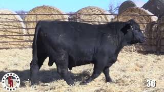 Grandview Angus Lot 36 [upl. by Purington]