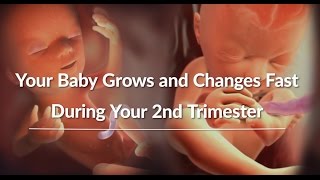 Your Growing Babys Changes Through the Second Trimester  WebMD [upl. by Eceinahs332]