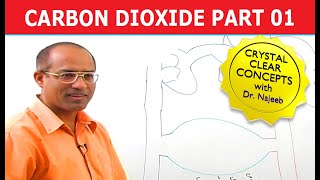 Carbon Dioxide Transport  Respiration amp Gas Exchange  Part 16 [upl. by Cleodal]