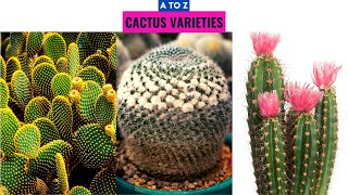 Cactus Varieties A to Z [upl. by Wagstaff410]