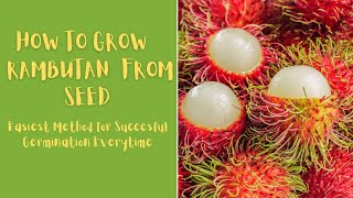 How to Grow Rambutan From Seed [upl. by Cynthie874]