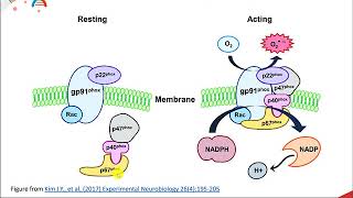 Reactive Oxygen Species [upl. by Salema]