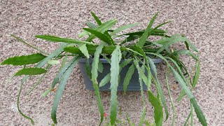 Epiphyllum Cactus Cuttings Update New Wall Planter [upl. by Annecorinne]