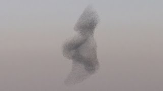 Starling murmuration Rare phenomenon in the skies above Israel [upl. by Isaiah]