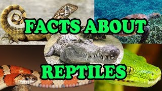 Facts about Reptiles  Science With Kids [upl. by Iral]