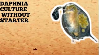 HOW TO CULTURE DAPHNIA NATURALLY WITHOUT A STARTER [upl. by Hobart554]