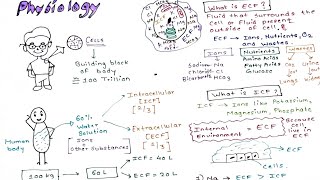 Physiology Intracellular and Extracellular fluid [upl. by Brantley]