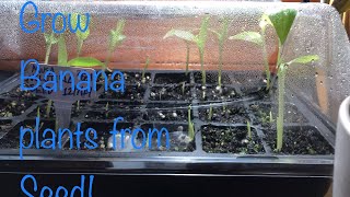 How to Start Banana Plants From Seed [upl. by Acim]