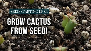 How To Grow Cactus From Seed  Starting Seeds Ep1 [upl. by Norford]