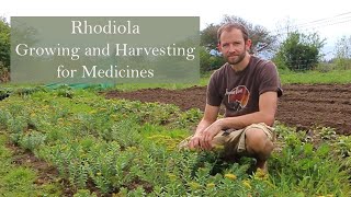 Rhodiola rosea growing by herbalist Ross Hennessy [upl. by Josy]