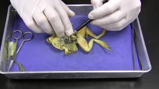 Frog Dissection [upl. by Siron]