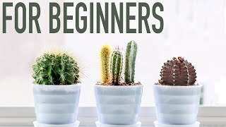 3 EASY CACTI FOR BEGINNERS [upl. by Hendrickson]