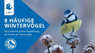 8 Vögel im Winter Amsel Spatz Feldsperling Rotkehlchen Kohlmeise Blaumeise Buchfink Grünfink [upl. by Mabel]