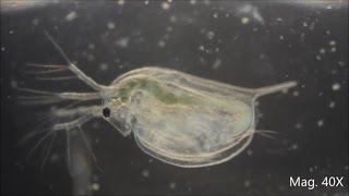 Daphnia magna under the Microscope [upl. by Danielson604]