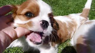 Cavalier Puppy Report  9 Weeks Old [upl. by Ennagem704]