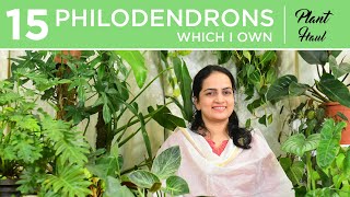 15 Philodendrons I own  Plant Haul  Indoor gardening [upl. by Nnauol]