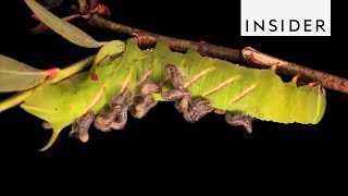 How Parasitoids Survive [upl. by Adiana]