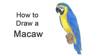 How to Draw a Macaw BlueAndYellow [upl. by Odoric]