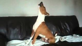 Basenji howling to Countdown clock [upl. by Rimidalb148]