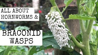 All about Hornworms amp Braconid Wasps [upl. by Enenaj]