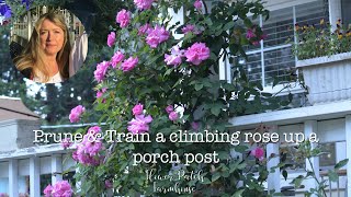 Climbing Rose how to prune and train up a post for lots of blooms [upl. by Averyl]