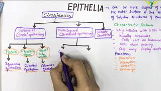 EPITHELIUM  Classification  Basic Histology [upl. by Karlow458]