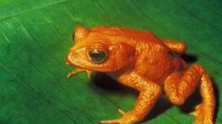 Animal Classifications Amphibians birds Reptiles Mammals insects amp fish [upl. by Ikciv]