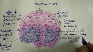 Introduction to Lymphatic System  Lymph Nodes [upl. by Love]