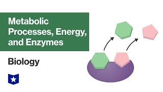 Metabolic Processes Energy and Enzymes  Biology [upl. by Erbe]