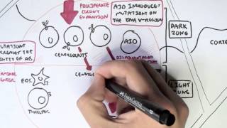 Immunology  Adaptive Immunity B cell Activation Hypermutation and Class Switching Overview [upl. by Ennaoj]