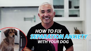 Explaining How To Fix Separation Anxiety With Your Dog [upl. by Anidam934]