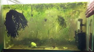 Scuds Daphnia Cherry Shrimp Copepods My aquatic food culture [upl. by Niloc]