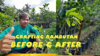 Grafting Rambutan BEFORE and AFTER [upl. by Hanfurd]