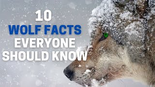 10 Incredible WOLF Facts Everyone Should Know  Animal Globe [upl. by Alrich868]