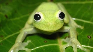 Frogs of Bolivia Diversity of calls and colours [upl. by Gilead]