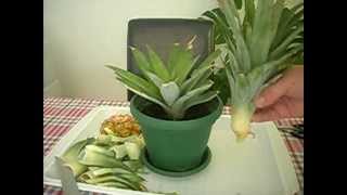 Kako zasaditi ananas  How to grow a Pineapple  cat included [upl. by Donelu996]