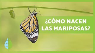 Cómo nacen LAS MARIPOSAS 🦋 Tipos hábitat y Curiosidades [upl. by Ardnait]